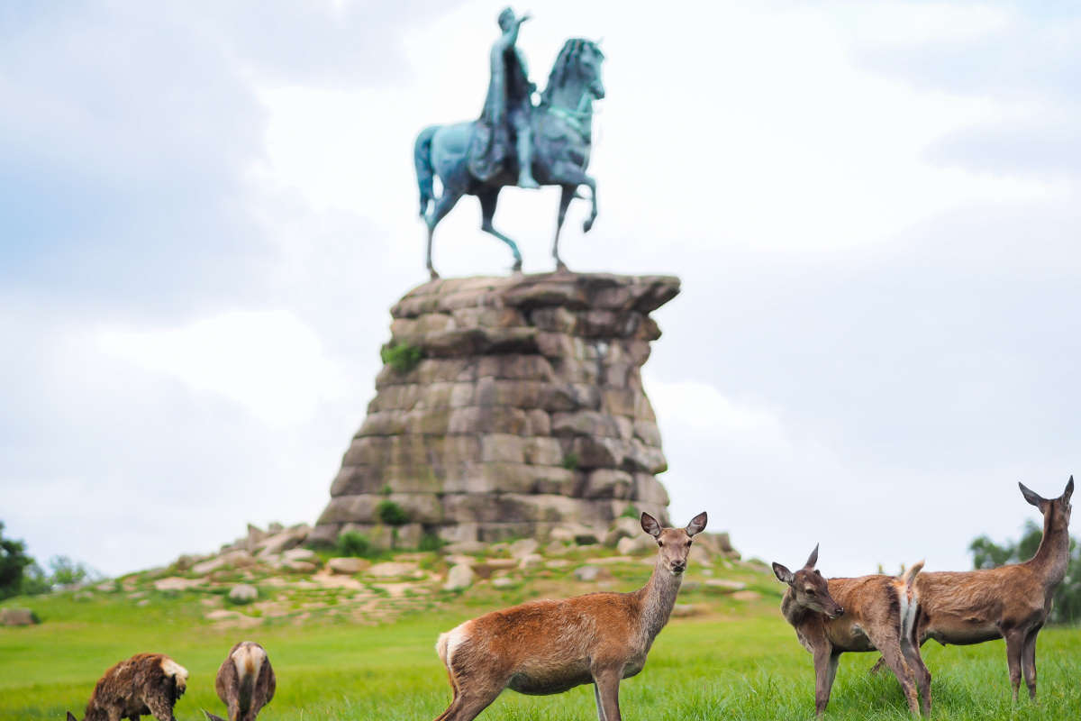 Windsor Great Park.