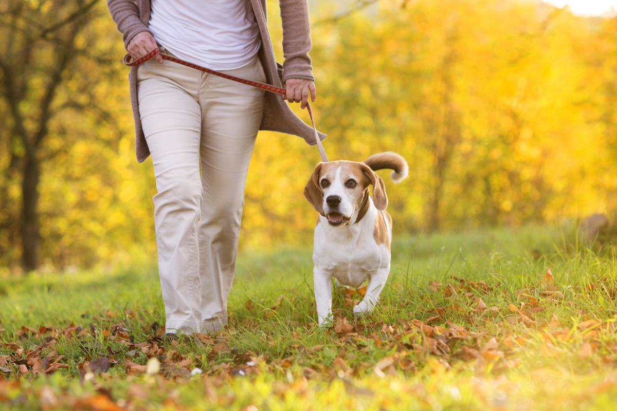 Dog friendly walking routes Slough, Berkshire